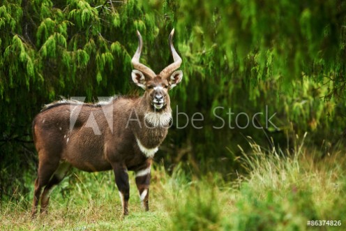 Picture of Mountain Nyala